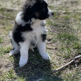 Sporty Mix Puppies from Ebonheart Kennel