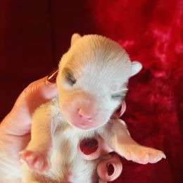 Prancer - White male Chihuahua puppy in Framingham, Massachusetts from Boston Chi Chis