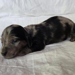 Jade - Dapple female Dachshund puppy in Eldon, Missouri from Pure Joy Dachshunds