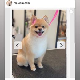 Pomeranian Puppies from Highlander Pomeranians