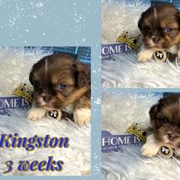 Kingston - Liver and white male Shih Tzu puppy in Coolidge, Arizona from Shih Tzu’s  ‘N’ Love