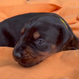 Ansley - Black and rust female Doberman Pinscher puppy in Toney, Alabama from Bhon Mhuir Dobermanns