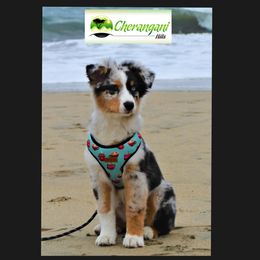 Australian Shepherd Puppies from Cherangani Hills Australian Shepherds