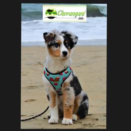 Australian Shepherd Puppies from Cherangani Hills Australian Shepherds