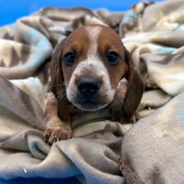 Red Pie Male - Piebald male Dachshund puppy in Spanaway, Washington from 11 Oaks Kennels