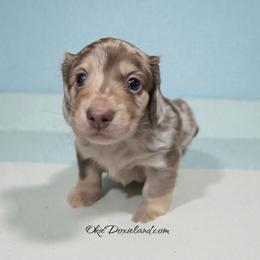Bingo - Chocolate and cream male Dachshund puppy in Oklahoma City, Oklahoma from OkieDoxieland Dachshunds