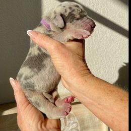 Purple - Merle male Great Dane puppy in Weatherford, Texas from Oak Bend Danes