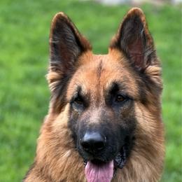 Timber - German Shepherd