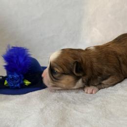 Lupita - Chocolate sabled fawn female Chihuahua puppy in Seneca, Missouri from Stephanie’s Puppy Colony