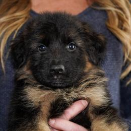 Lime Ribbon - Black and red female German Shepherd puppy in Howard City, Michigan from Sherman's Shepherds