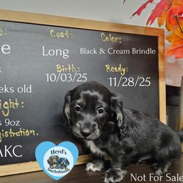 Shadow - Brindle male Dachshund puppy in Hoquiam, Washington from Heyd's Mini Dachshunds