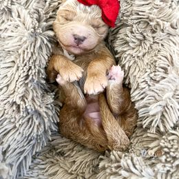 Sherpa - Red  female Goldendoodle puppy in Lima, Ohio from Hommel’s Mini Darling Doodles