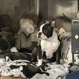 Boston Terrier Puppies from Bonze Boston Terriers