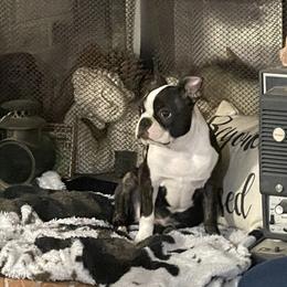 Boston Terrier Puppies from Bonze Boston Terriers