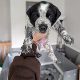 Barkley (Black Collar) - Blue male Australian Cattle Dog puppy in Ammon, Idaho from Piney River Cattle Dogs