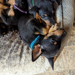 Irish Water Spaniel and Manchester Terrier Puppies from Coltsfoot Farm