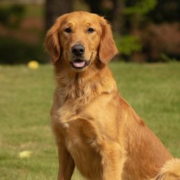 Tilly - Golden Retriever