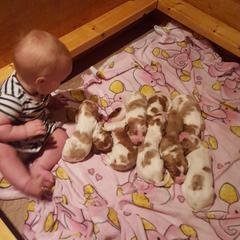 Clumber Spaniel and Irish Red and White Setter Puppies from NyaStar & Chequamegon