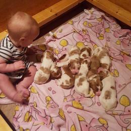 Clumber Spaniel and Irish Red and White Setter Puppies from NyaStar & Chequamegon