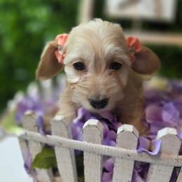 Silky Chantilly - Cream female Dachshund puppy in Townsend, Georgia from Salt Creek Dachshunds