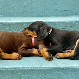 Doberman Pinscher Puppies from Devoted Doberman