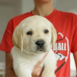 Patriot - Yellow male Labrador Retriever puppy in Allons, Tennessee from UC Labradors LLC