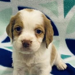 Krystal girl 2 - Orange and white female Brittany puppy in Floyd Knobs, Indiana from Cross Creek Brittanys