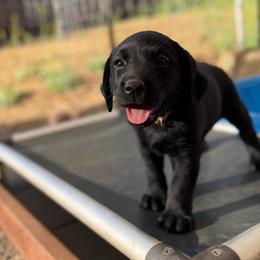 Yellow Collar - Black female Labrador Retriever puppy in Somerset, California from Cantina Labs and Cavs