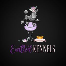 Poodles from Exalted Kennels