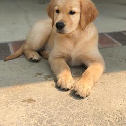 Golden Retriever Puppies from Southern Golden Retrievers