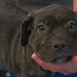 Girl 2 - Black brindle Cane Corso puppy in Los Lunas, New Mexico from Top Gun Kennels NM
