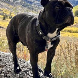 French Bulldogs from Rowdy Rowley’s Enshrined Frenchies LLC