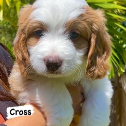Bernedoodle Puppies from Lolli’s Bernedoodles