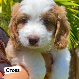 Bernedoodle Puppies from Lolli’s Bernedoodles