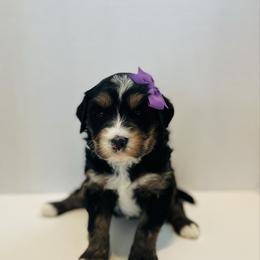 Gertrude-Purple - Tri-color female Bernedoodle puppy in Casper, Wyoming from 307 Doodles