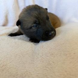 4th Pick Male - Fawn sable male Belgian Malinois puppy in Boise, Idaho from Wings of Freedom Retrievers and Malinois