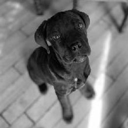 Cane Corso Puppies from Castlescorsos
