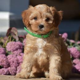 Amber - Red female Cavapoo puppy in Gap, Pennsylvania from Country View Puppies ( License 18816)