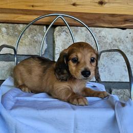 Enzo - Red male Dachshund puppy in Cherry Tree, Oklahoma from Peavine Creek Dachshunds