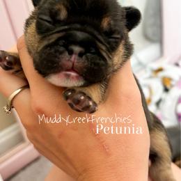 Petunia - Black and tan female French Bulldog puppy in Pittsburgh, Pennsylvania from Muddy Creek Frenchies