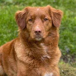 Nova Scotia Duck Tolling Retrievers from Race Point Nova Scotia Duck Tolling Retrievers