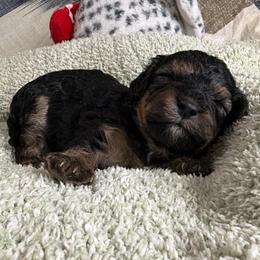 Flax - Black and tan male Cavapoo puppy in Spokane, Washington from PJE Cavs and Poos