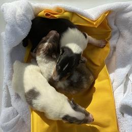 Girl 3 - female Collie puppy in St Stephens, Wyoming from Desert Kennels
