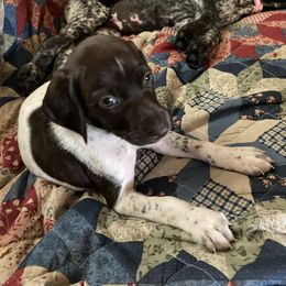 German Shorthaired Pointer Puppies from Winsome Farm