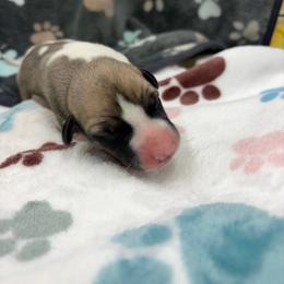 Sherman - White and fawn male Whippet puppy in West Plains, Missouri from Sycamore Ridge Puppies