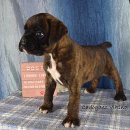 Cadogans Viking - Brindle male Boxer puppy in Clinton, Iowa from Cadogans Boxers