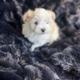 Phoebe - White and lemon female Morkie puppy in Bennettsville, South Carolina from Cottonwood Maltese