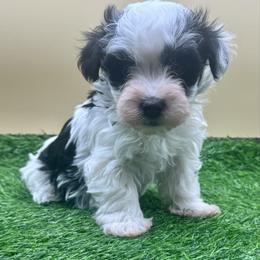 Montgomery - Black and white male Havanese puppy in Hendersonville, North Carolina from Kim's Cove Dog Co.