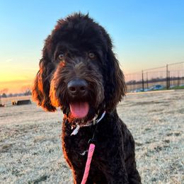 Bernedoodles and Goldendoodles from American Poodles and Doodles