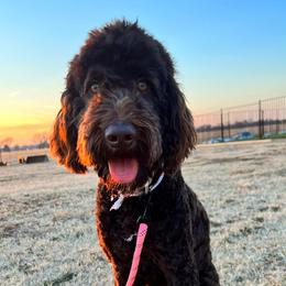 Bernedoodles and Goldendoodles from American Poodles and Doodles